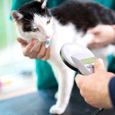 A vet holding a device to check the cat's body