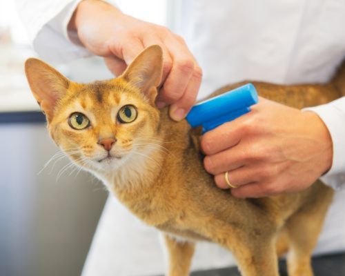 A vet microchipping a cat