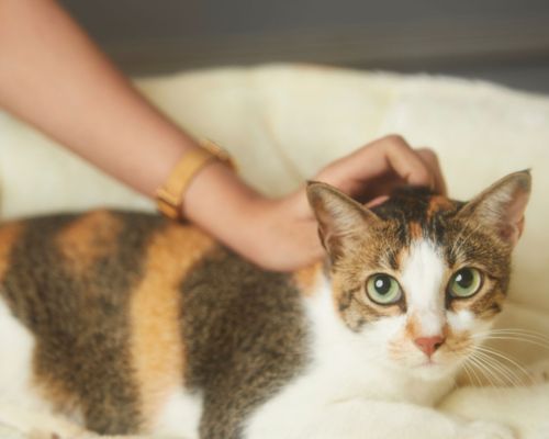 A vet petting a cat
