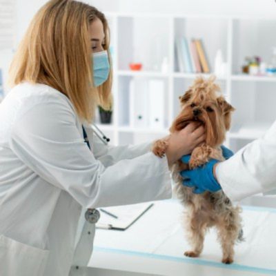 A vet wearing a mask and gloves holding a dog